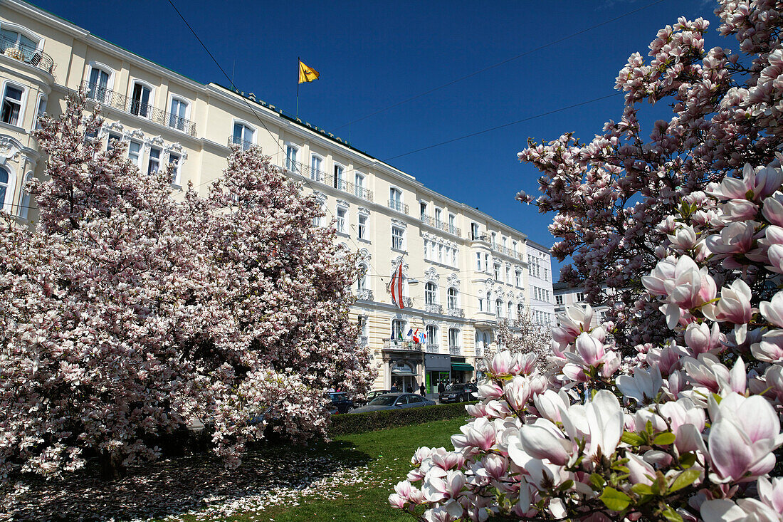 Flowering magnolias, Hotel Bristol in background, Salzburg, Salzburg state, Austria