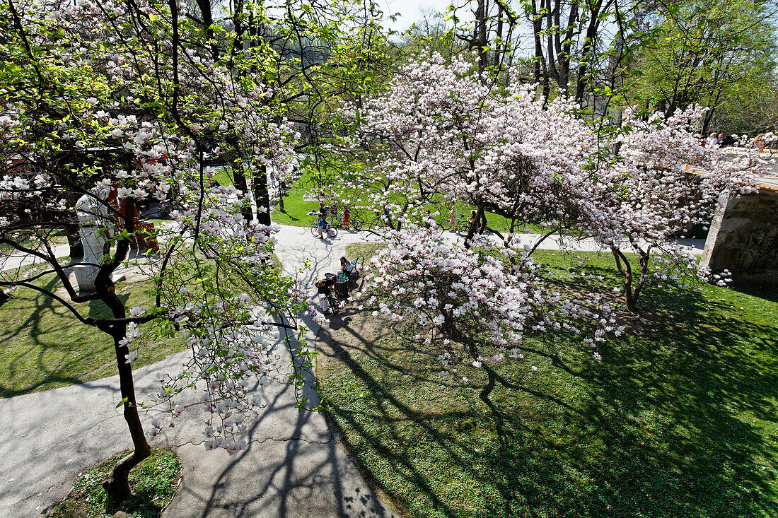 Tree blossom, Mirabell Gardens, Salzburg, Salzburg state, Austria