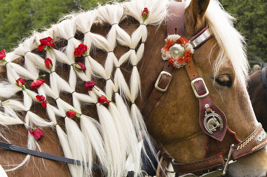 Roses woven into a horse's mane, traditional Georgiritt at Hub chapel, Penzberg, Upper Bavaria, Germany
