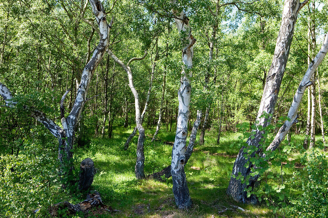 Birkenwald, Skanör, Schonen, Südschweden, Schweden