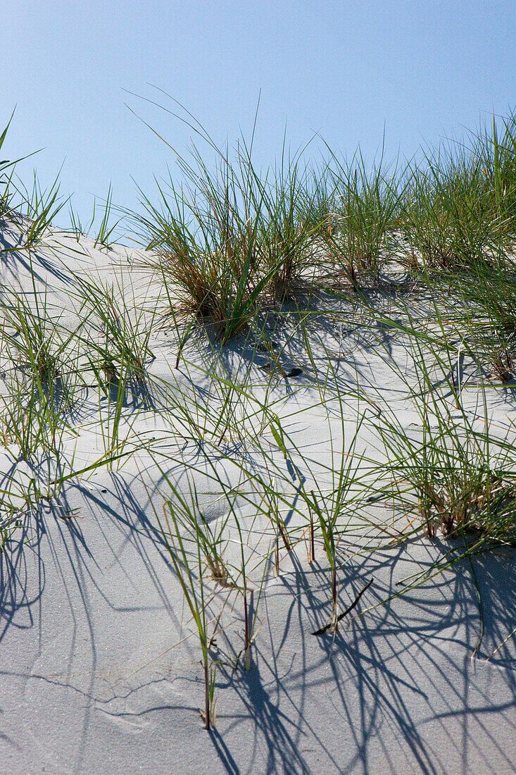 Nahaufnahme von einer Sanddüne am Strand von Skanör, Skanör, Schonen, Südschweden, Schweden