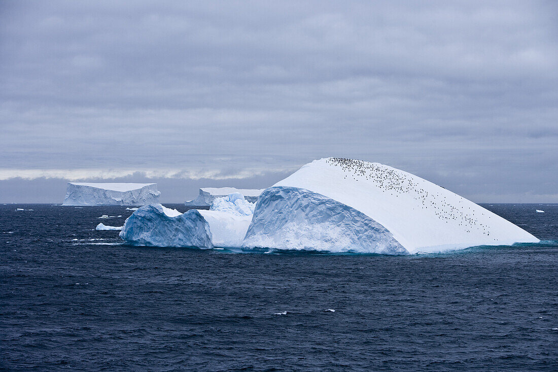 Antarctic iceberg with penguin colony under clouded sky, South Shetland Islands, Antarctica