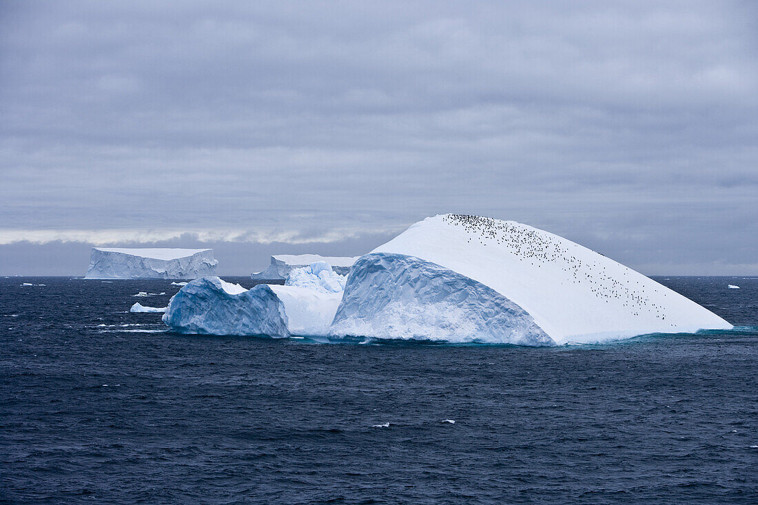 Antarktischer Eisberg mit Pinguinkolonieunter Wolkenhimmel, Südliche Shetlandinseln, Antarktis