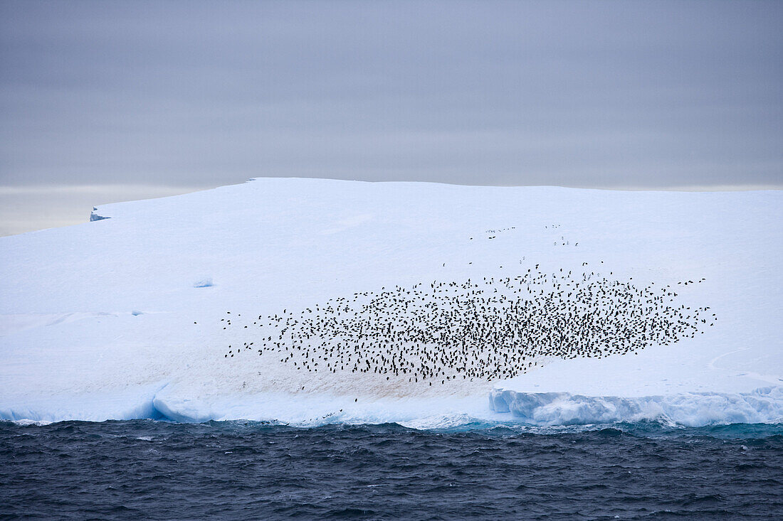 Antarktischer Eisberg mit Pinguinkolonie unter Wolkenhimmel, Südliche Shetlandinseln, Antarktis