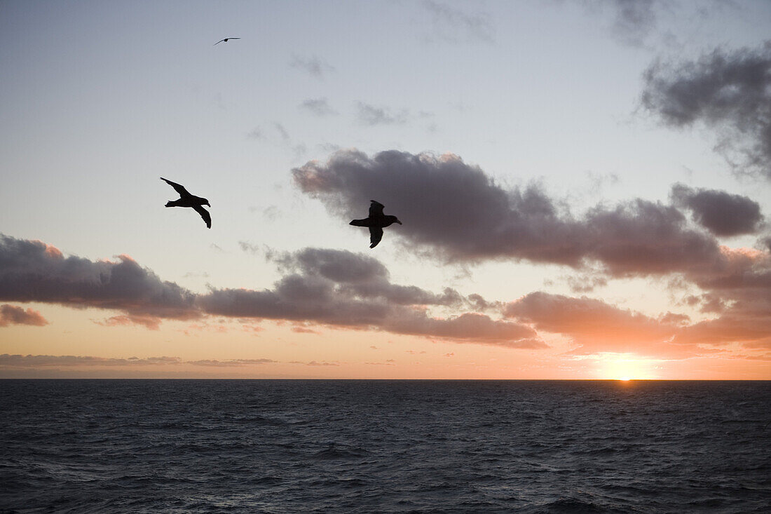 Silhouette von Albatrossen und Wolken bei Sonnenuntergang, Drake Passage, im Südatlantik, Südamerika