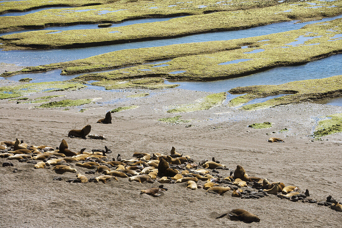View at elephant seals (Mirounga leonina) at Peninsula Valdes National Reserve, Peninsula Valdes, near Puerto Madryn, Chubut, Patagonia, Argentina, South America, America