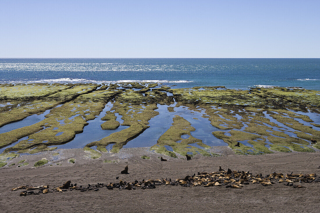 Southern elephant seals (Mirounga leonina) at Peninsula Valdes National Reserve, Peninsula Valdes, Chubut, Patagonia, Argentina, South America, America