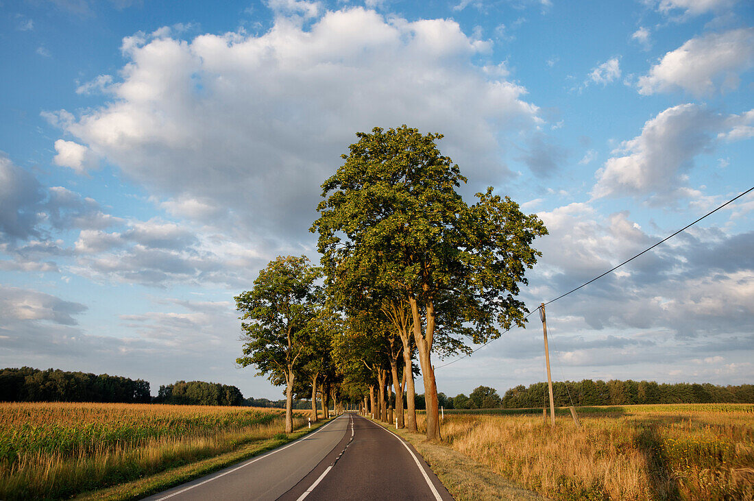 Tree-lined allee at Putlitz, Prignitz, Land Brandenburg, Germany