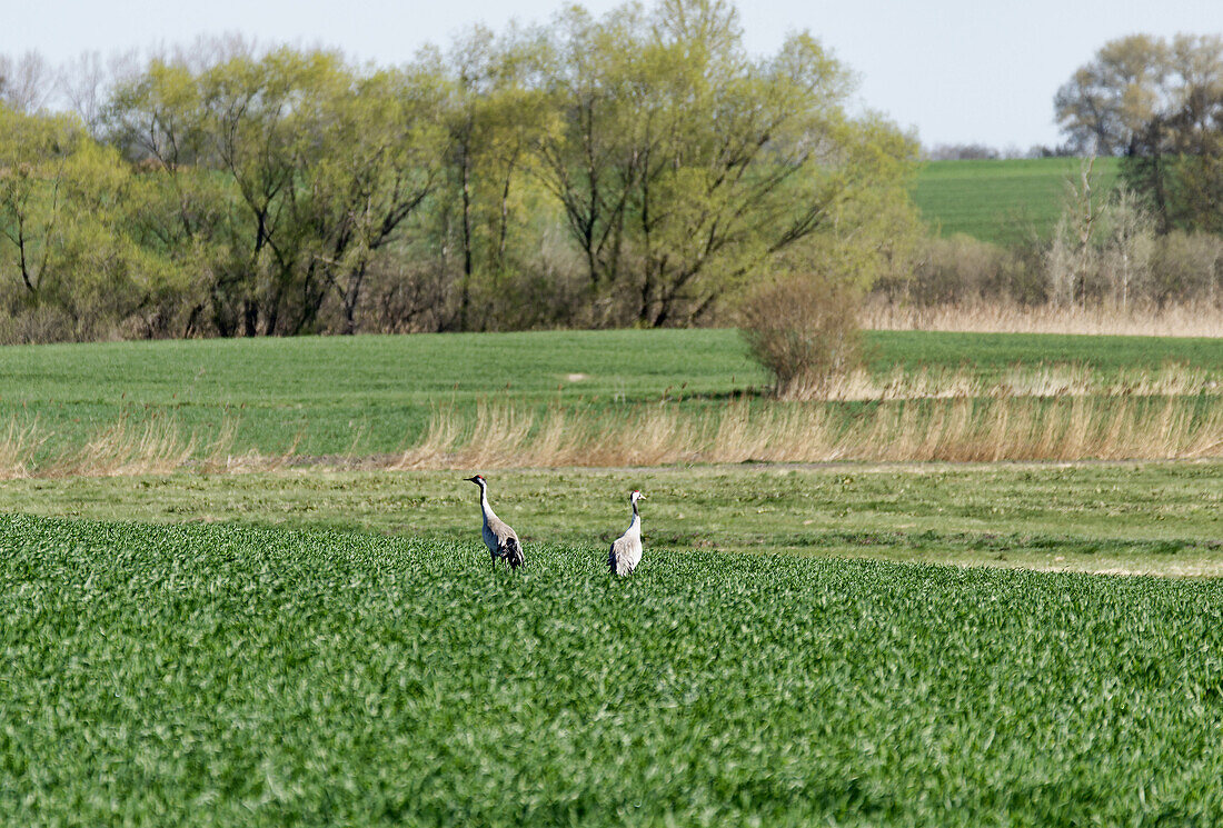 Cranes in a field near Roebel, Mecklenburg lake District, Mecklenburg-Western Pomerania, Germany