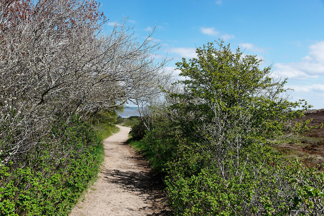 Naturschutzgebiet Braderuper Heide, Wenningstedt-Braderup, Sylt, Schleswig-Holstein, Deutschland