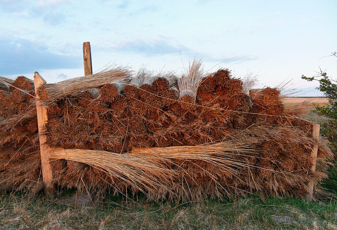 Piles of Reed for thatched rooves, North Sea, Sylt, Schleswig-Holstein, Germany