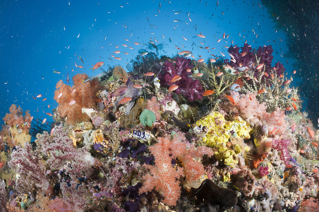 Buntes Korallenriff mit Fahnenbarschen, Pseudanthias cheirospilos, Raja Ampat, West Papua, Indonesien