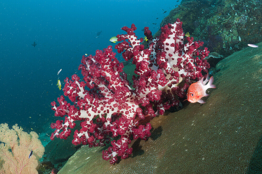 Rote Weichkoralle, Dendronephthya sp., Raja Ampat, West Papua, Indonesien