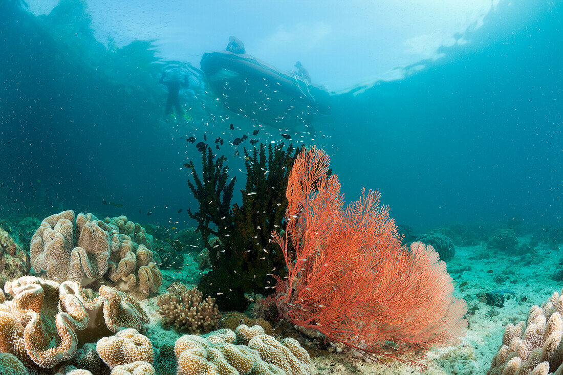 Flaches Korallenriff, Raja Ampat, West Papua, Indonesien