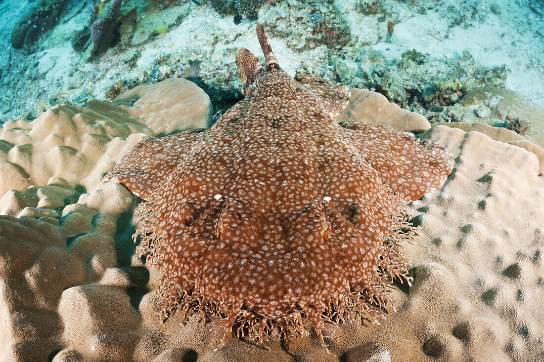 Fransen-Wobbegong, Eucrossorhinchus dasypogon, Raja Ampat, West Papua, Indonesien