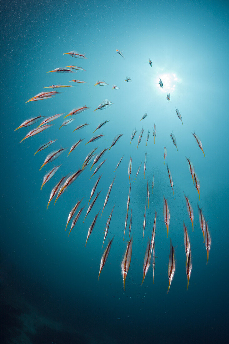 Gestreifte Schnepfenmesserfische, Centriscus scutatus, Raja Ampat, West Papua, Indonesien