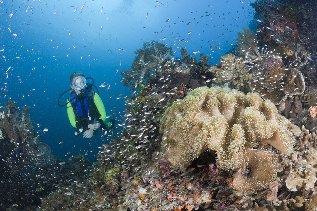 Taucher und Pilz-Lederkoralle, Sarcophyton sp., Raja Ampat, West Papua, Indonesien