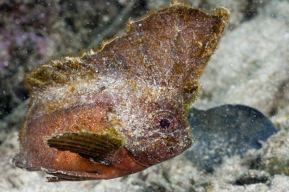 Schaukel-Stirnflosser, Ablabys binotatus, Raja Ampat, West Papua, Indonesien