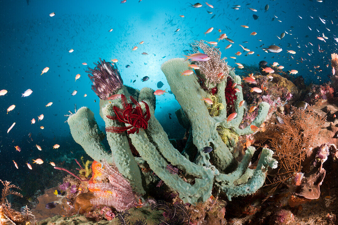 Colorful Coralreef, Raja Ampat, West Papua, Indonesia
