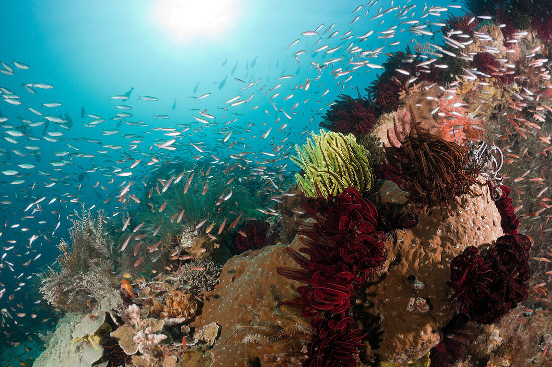 Schooling Fusiliers over Coral Reef, Pterocaesio pisang, Raja Ampat, West Papua, Indonesia