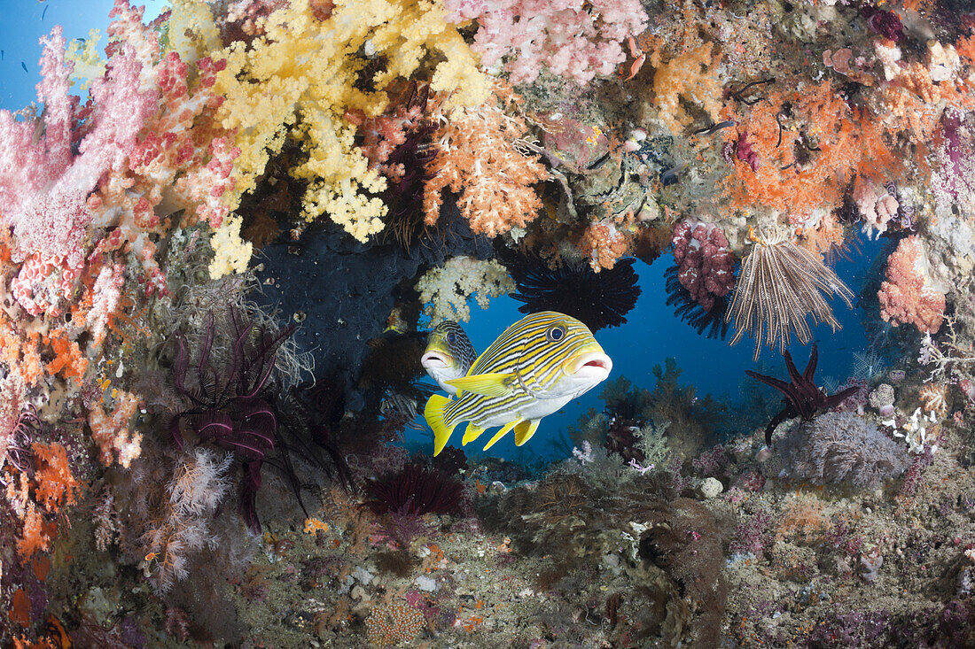 Yellow-ribbon Sweetlips between Soft Corals, Plectorhinchus polytaenia, Raja Ampat, West Papua, Indonesia