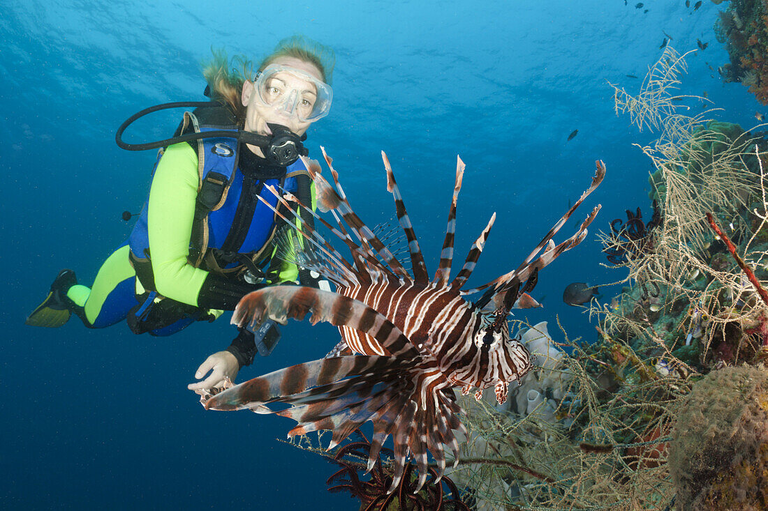 Lionfish and Scuba Diver, Pterois volitans, Raja Ampat, West Papua, Indonesia