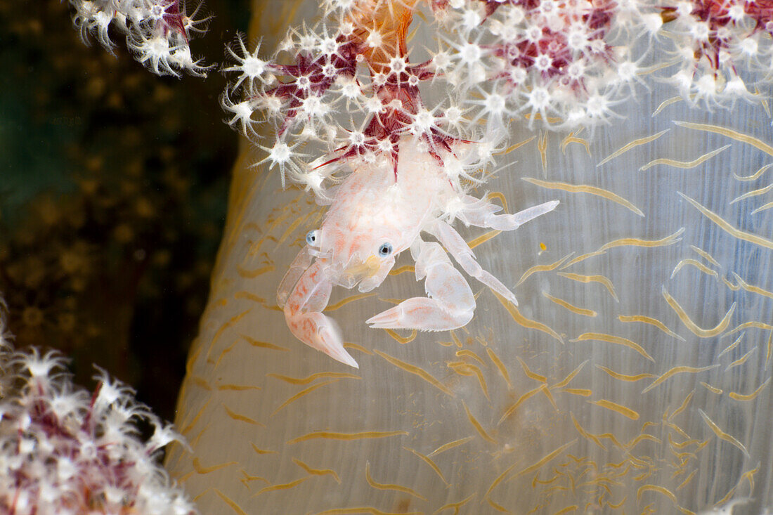 Weichkorallen-Porzellankrebs, Porcellanella triloba, Raja Ampat, West Papua, Indonesien