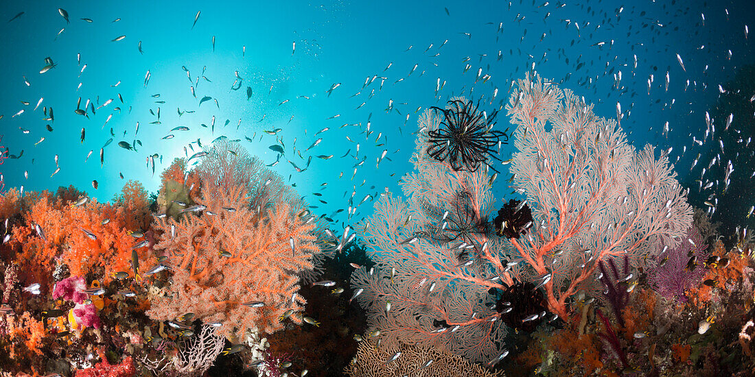 Buntes Korallenriff, Raja Ampat, West Papua, Indonesien