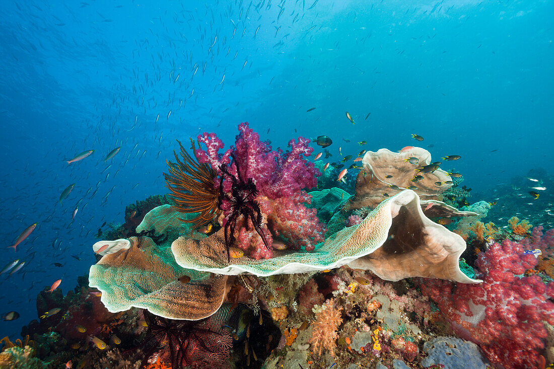 Gesundes Korallenriff, Raja Ampat, West Papua, Indonesien