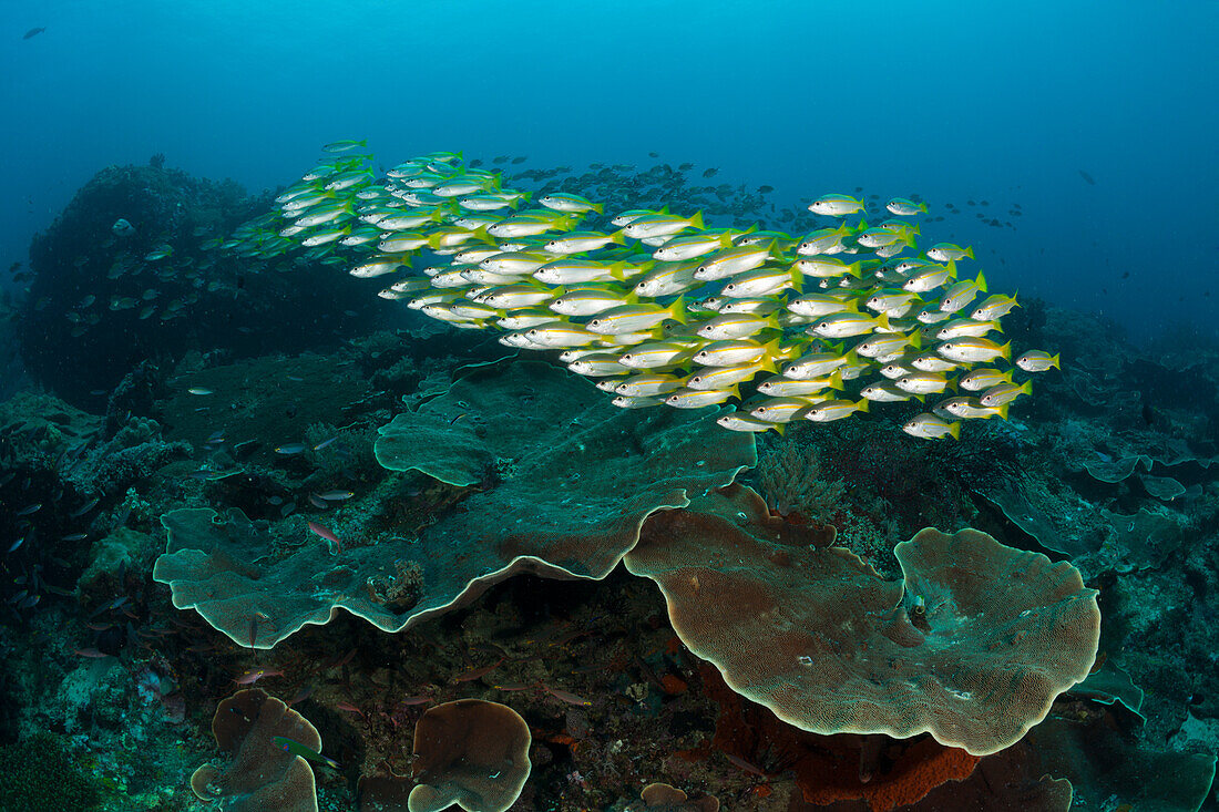 Grossaugen-Schnapper am Riff, Lutjanus lutjanus, Raja Ampat, West Papua, Indonesien