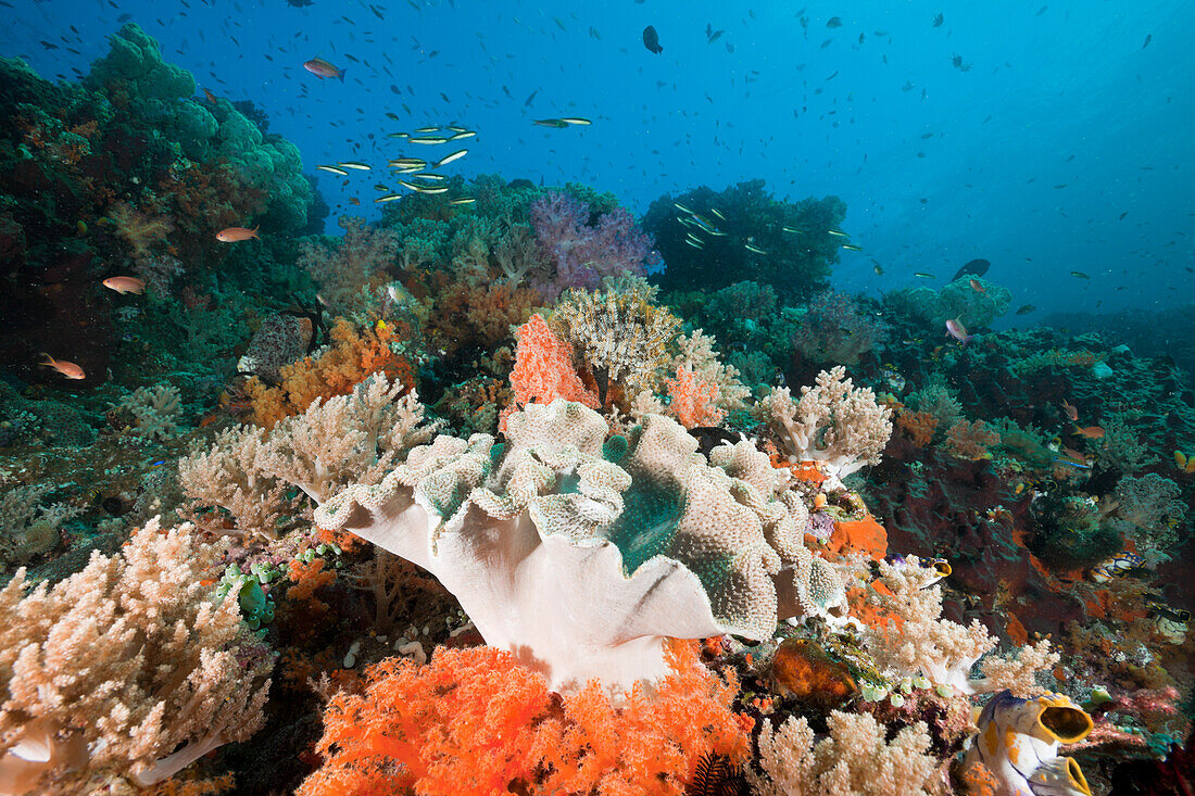 Healthy Coral Reef, Raja Ampat, West Papua, Indonesia