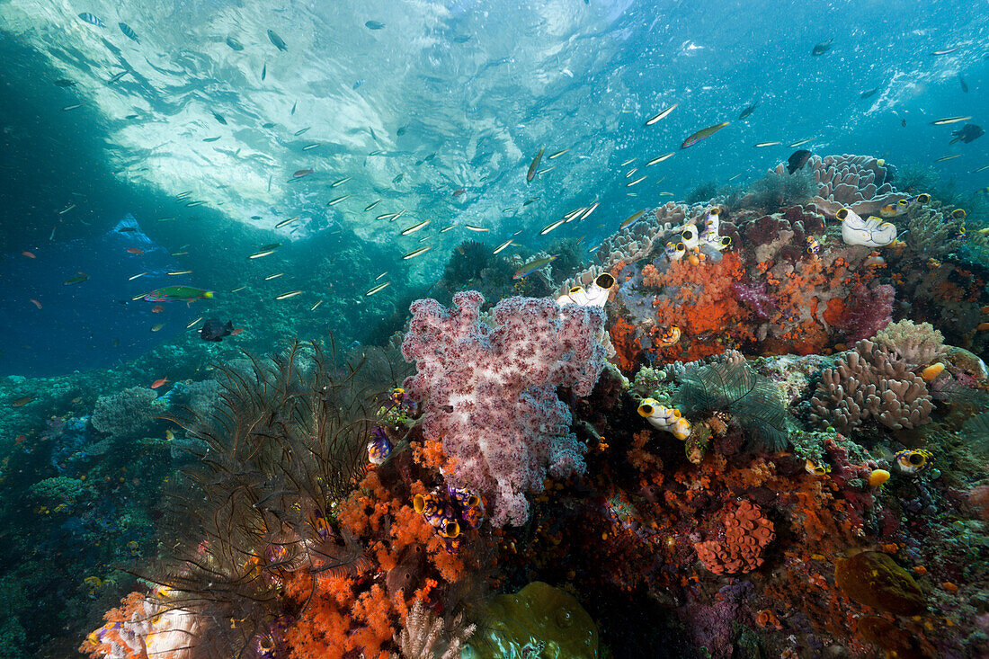 Korallenriff, Raja Ampat, West Papua, Indonesien