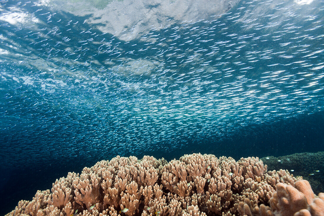Shoal of Silversides over Coral Reef, Atherinidae, Raja Ampat, West Papua, Indonesia