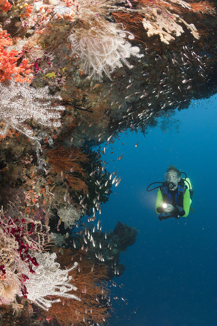 Taucherin und Korallenriff, Raja Ampat, West Papua, Indonesien