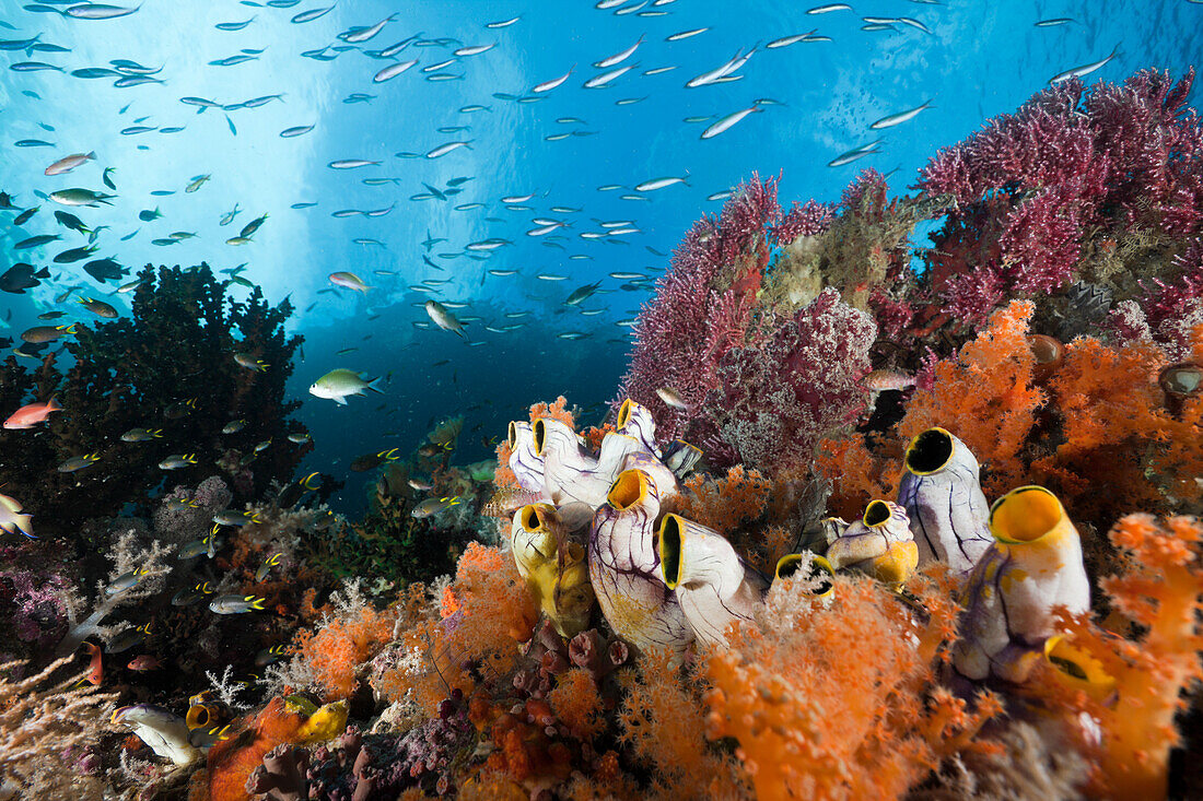 Gesundes Korallenriff, Raja Ampat, West Papua, Indonesien