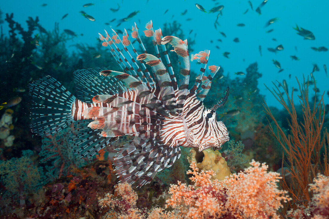 Lionfish, Pterois volitans, Raja Ampat, West Papua, Indonesia