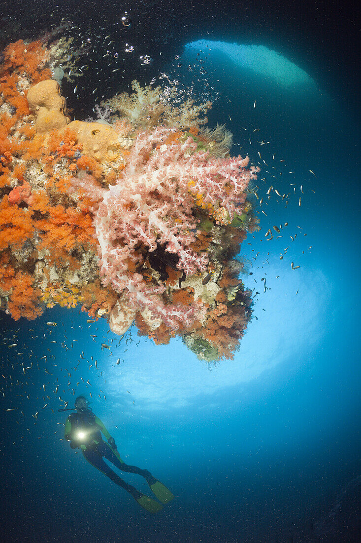 Coloful Corals in Grotto, Raja Ampat, West Papua, Indonesia