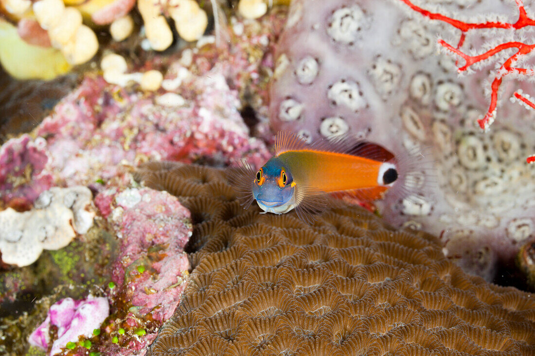 Schwarzpunkt-Kammzaehner Schleimfisch, Ecsenius stigmatura, Raja Ampat, West Papua, Indonesien