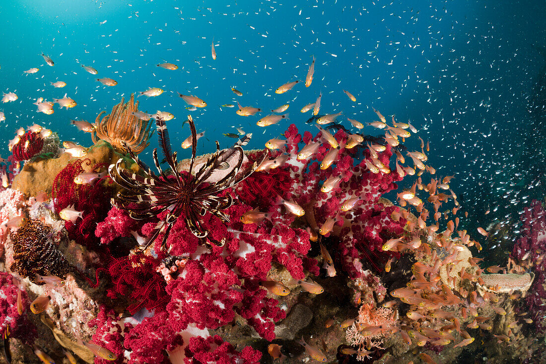 Zweifleck, Kardinalfische vor Weichkorallen, Archamia biguttata, Raja Ampat, West Papua, Indonesien