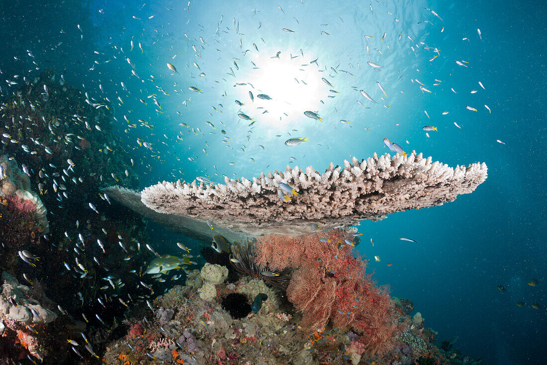 Korallenfische an Tischkoralle, Acropora sp., Raja Ampat, West Papua, Indonesien