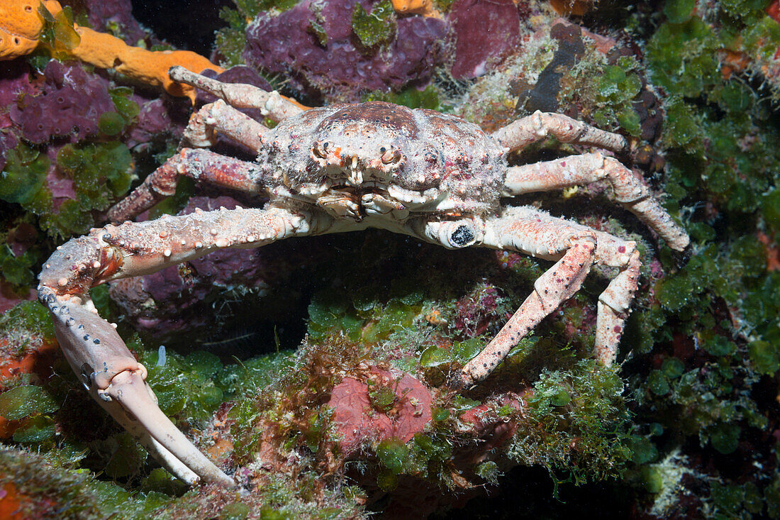Reef Spider Crab, Mithrax spinosissimus, Cozumel, Caribbean Sea, Mexico