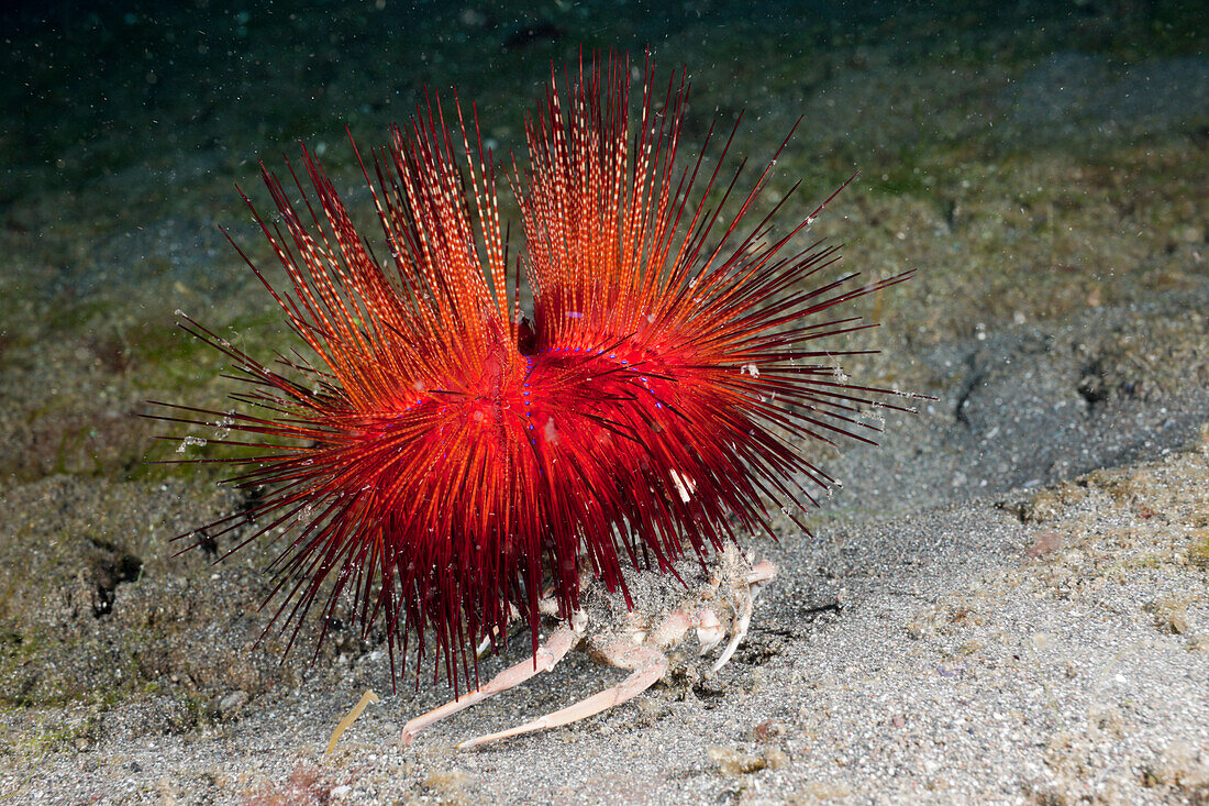 Carry Crab holding False Fire Sea Urchin, Dorripe frascone, Astropyga radiata, Lembeh Strait, North Sulawesi, Indonesia