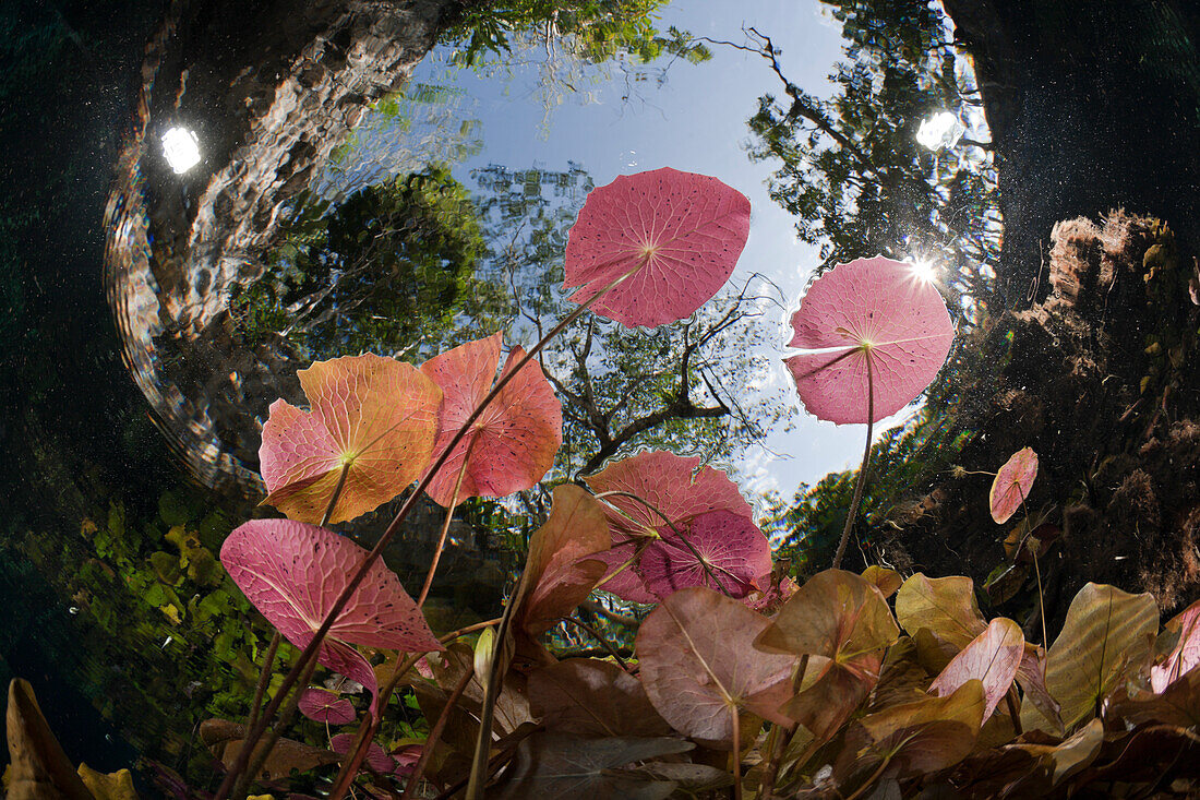 Seerosen in Gran Cenote, Tulum, Yucatan Halbinsel, Mexiko