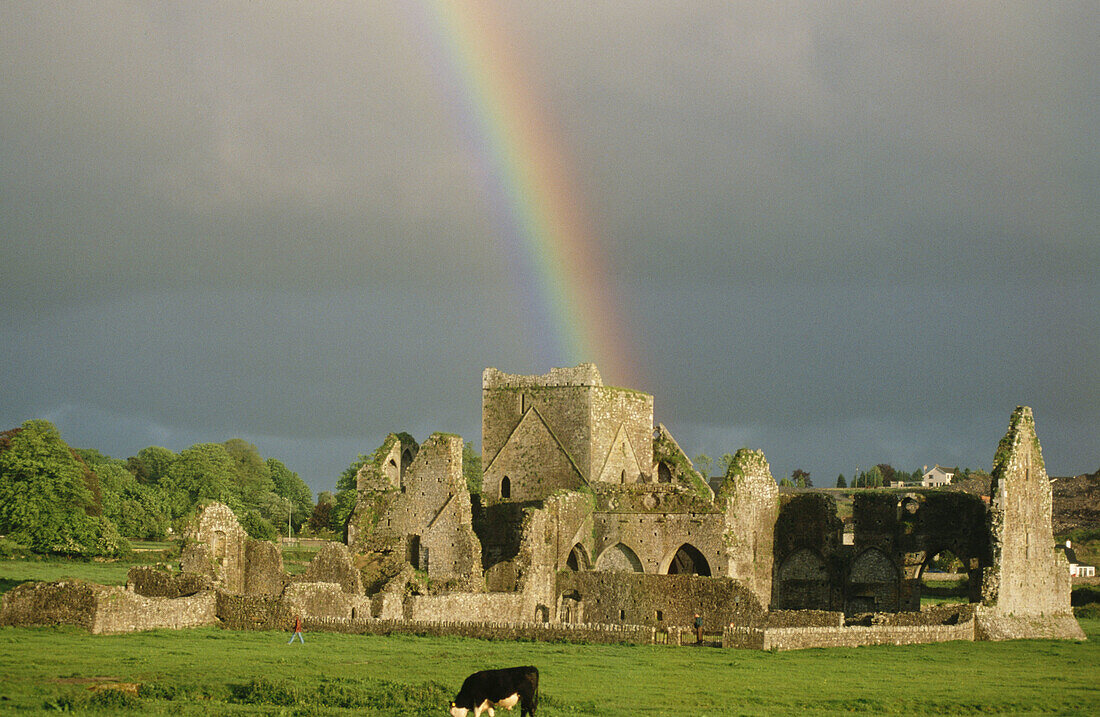 The Hore Abbey at sunset with cow and rainbow. County Tipperary. Ireland