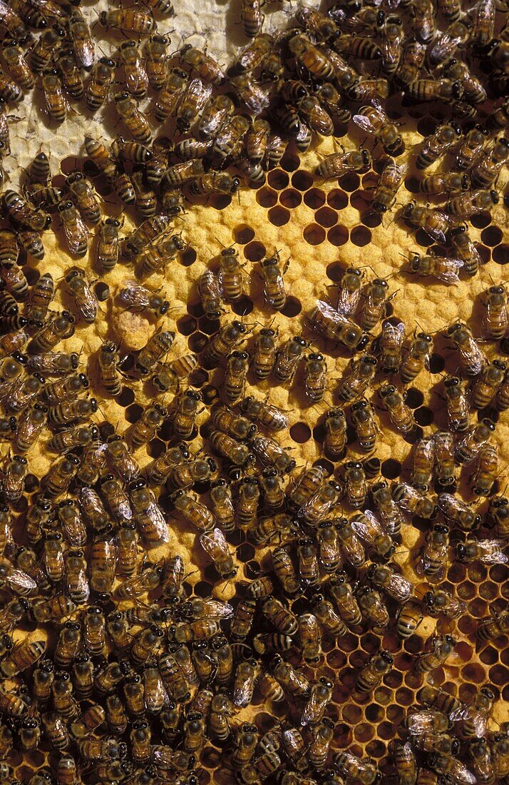 Viele Bienen auf der Wabe