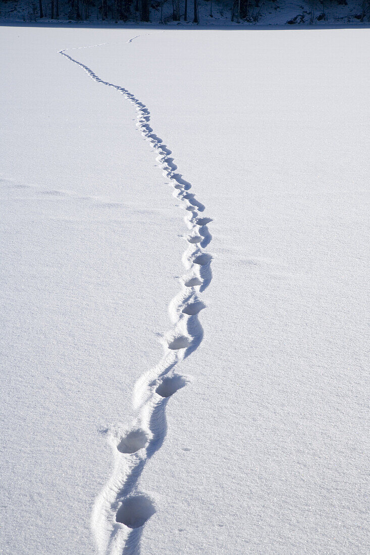 Fox tracks in snow