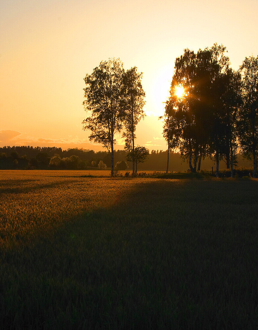 Agriculture in sunset
