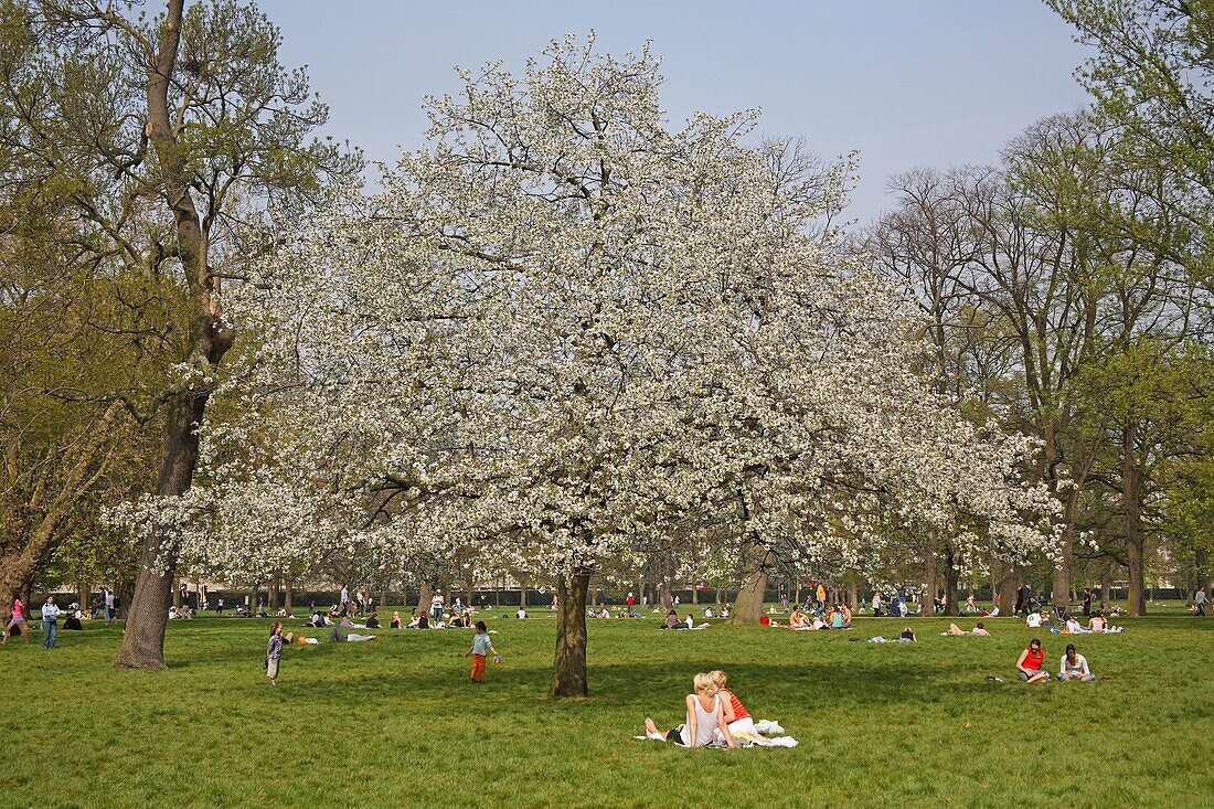 Blühender Baum im Hyde Park, London, England, Großbritannien, Europa