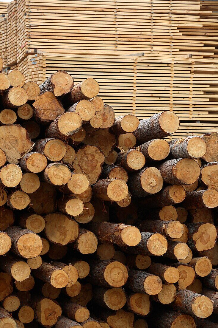 Holzstöße vor der OSB-Paletten, Holzwirtschaft