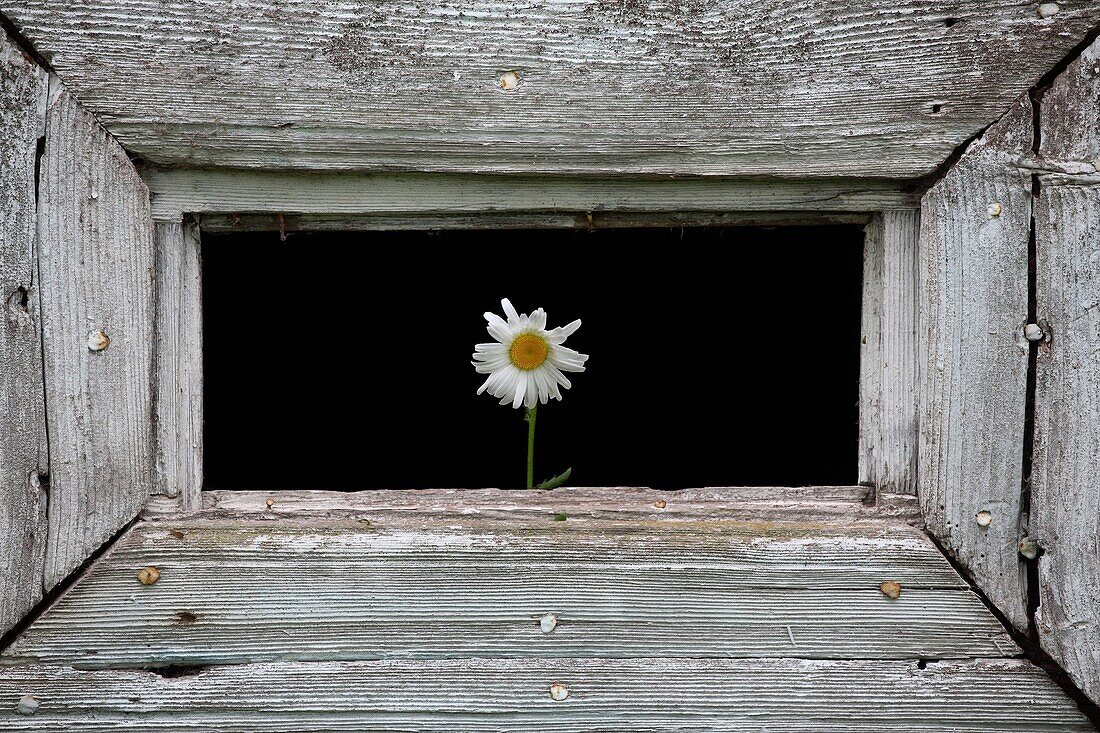 One chamomile in a wooden loop-hole